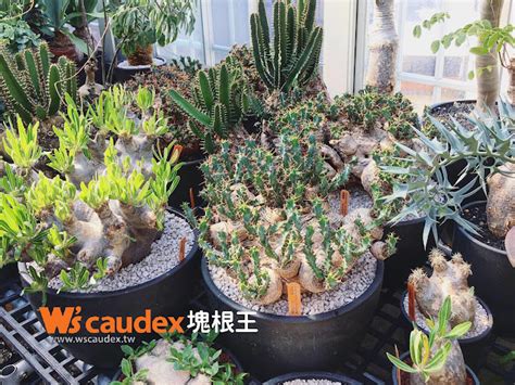 蘋果麒麟照顧|我認識的Euphorbia clavigera 棒麒麟